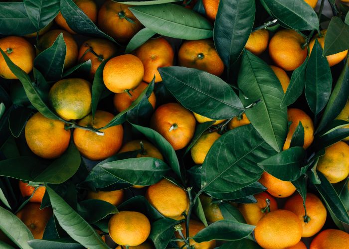 oranges